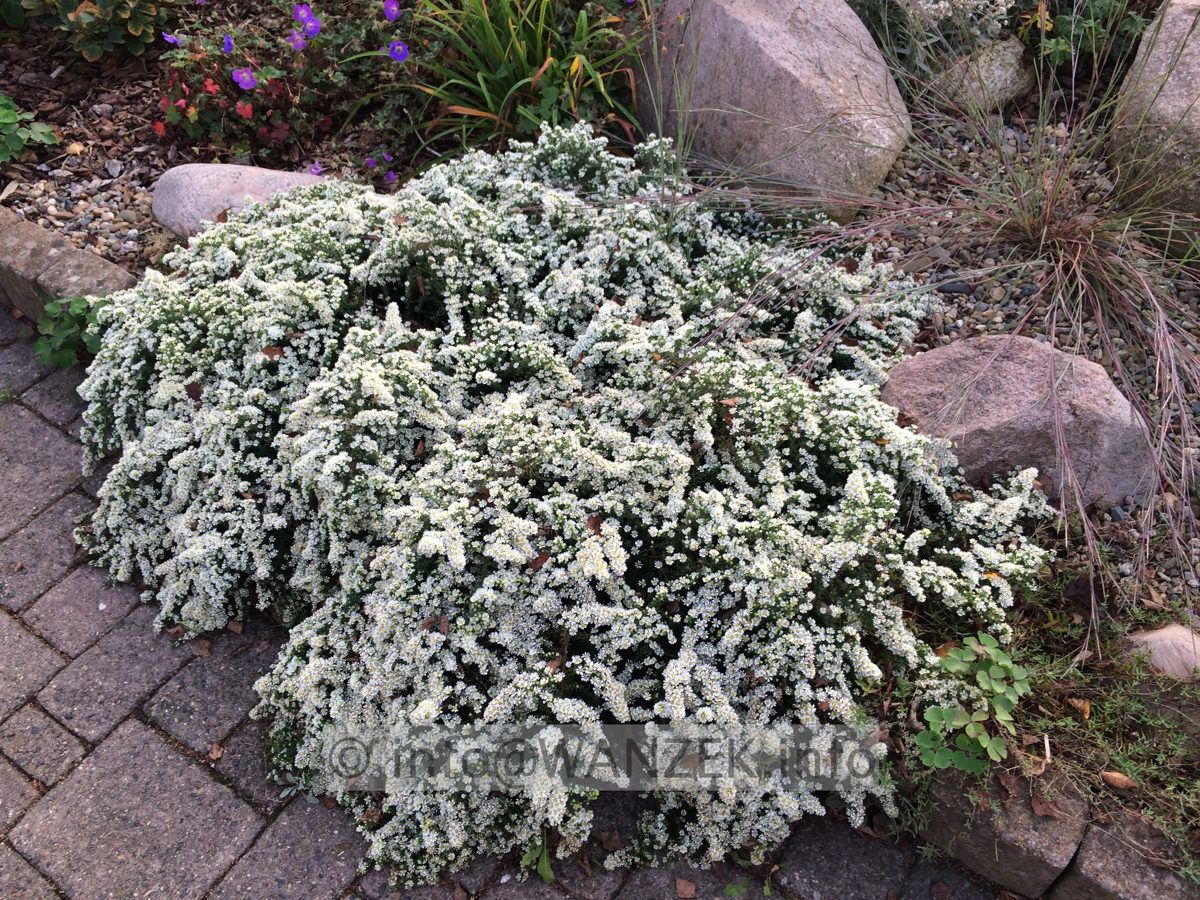 Aster pansos Snowflurry 02.JPG